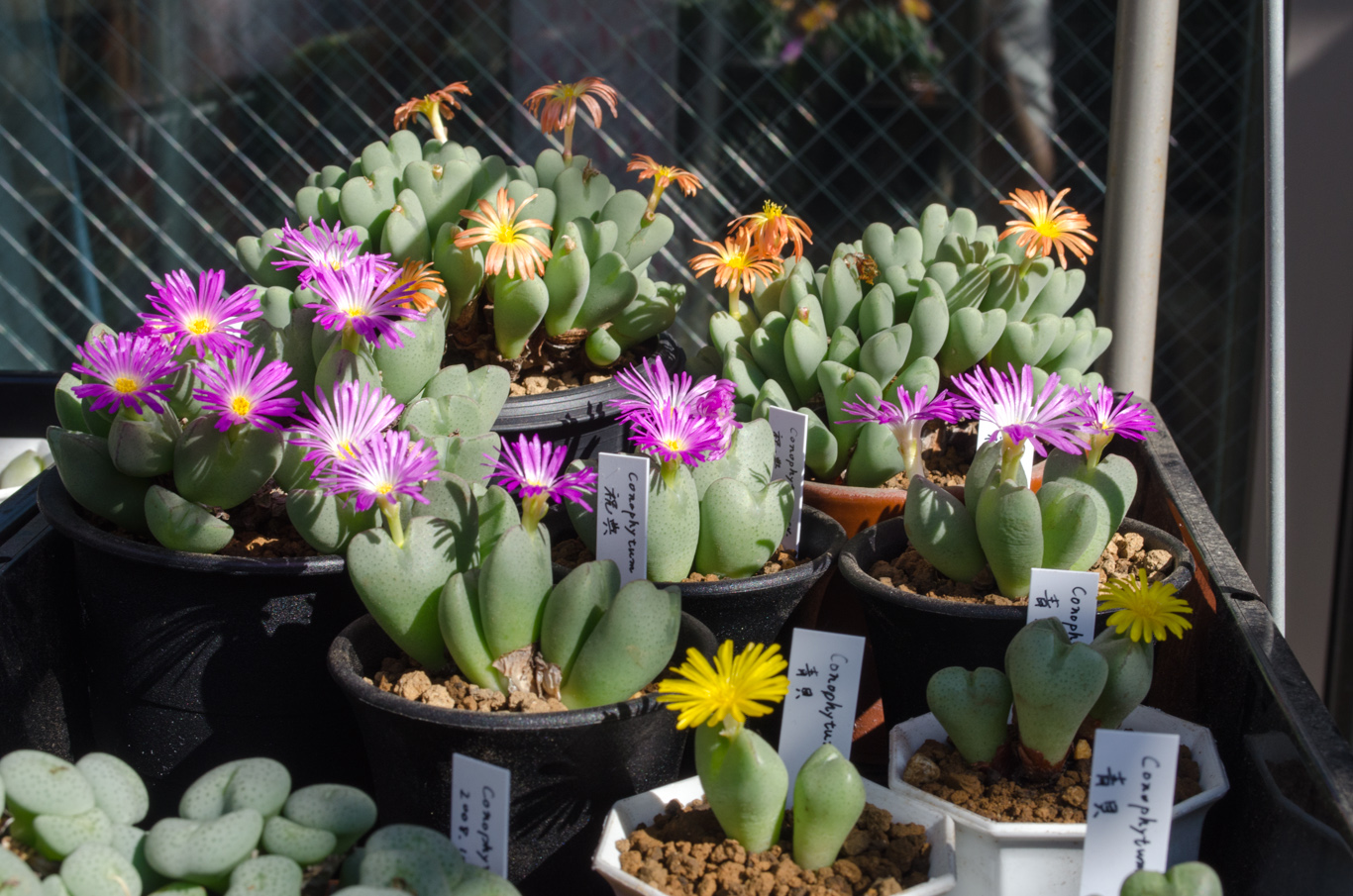 コノフィツム開花風景