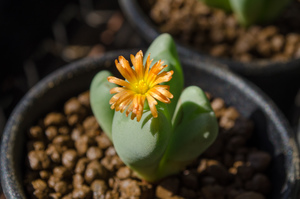 花園