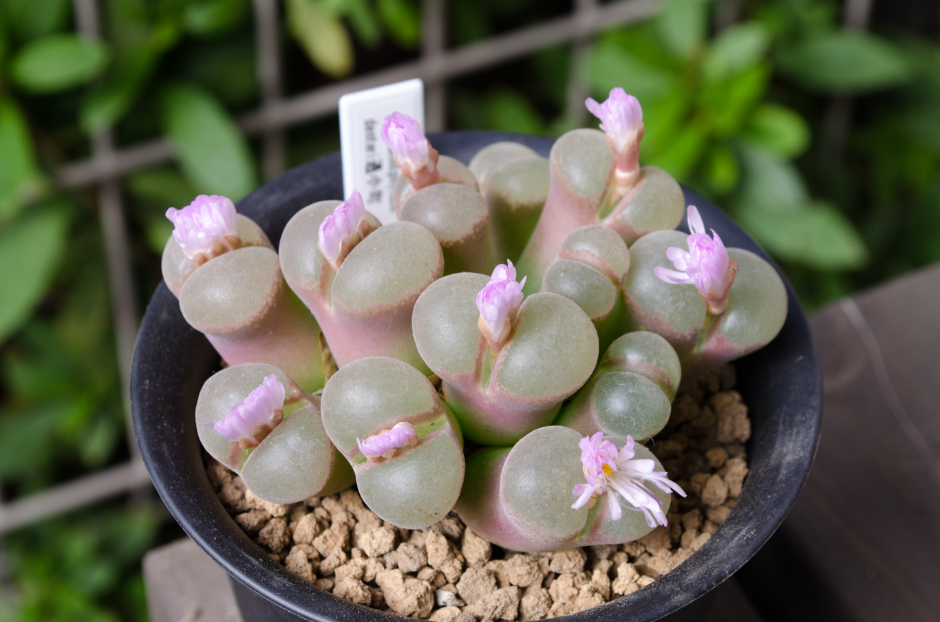 コノフィツム開花その2 – My Cactus & Succulents