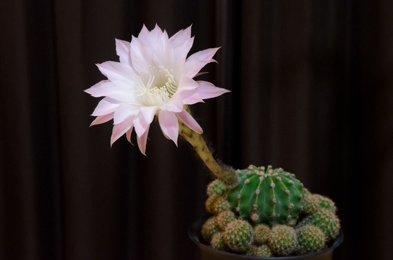 短毛丸開花 – My Cactus & Succulents