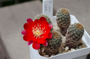 Rebutia spec. SE66 Abrade Sama, 3800m, Bol.