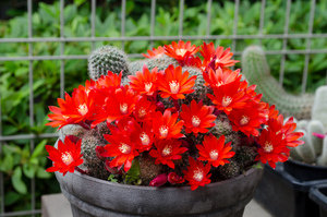 フスカ（Rebutia fusca FR940）