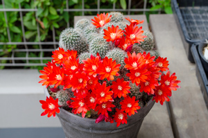 フスカ（Rebutia fusca FR940）