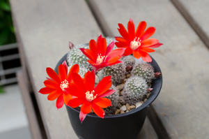 フスカ（Rebutia fusca FR940）