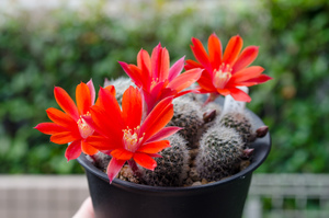 フスカ（Rebutia fusca FR940）