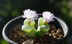 ブッシュマンランド（Conophytum bushumanland）