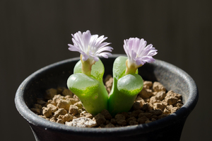 ブッシュマンランド（Conophytum bushumanland）