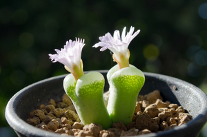 ブッシュマンランド（Conophytum bushumanland）