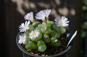 ブッシュマンランド（Conophytum bushumanland）