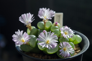 ブッシュマンランド（Conophytum bushumanland）