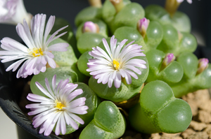 ブッシュマンランド（Conophytum bushumanland）