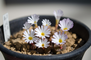 ペルシダム（Conophytum pellucidum）