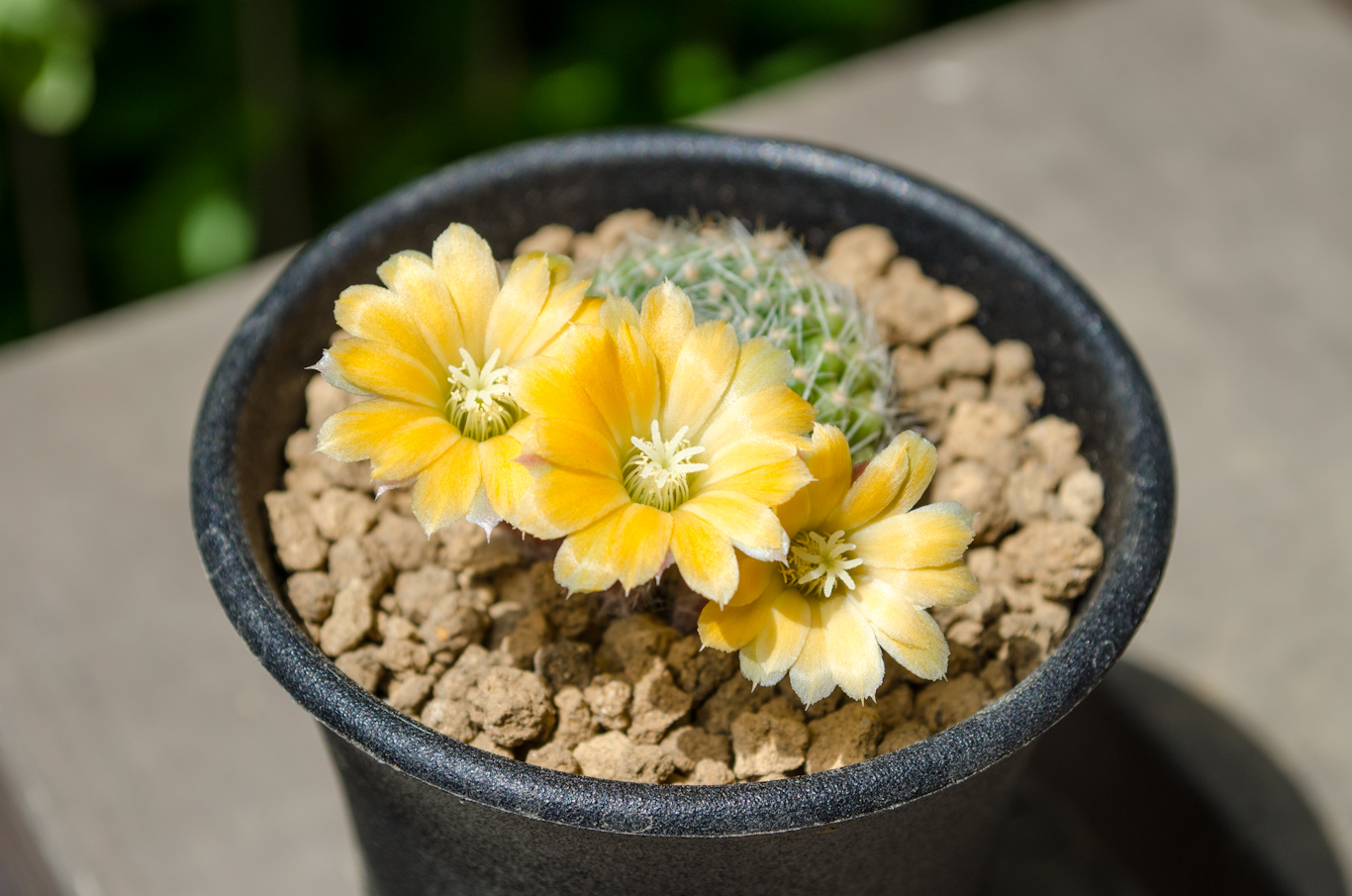 Rebutia flavistyla BLMT 769.07