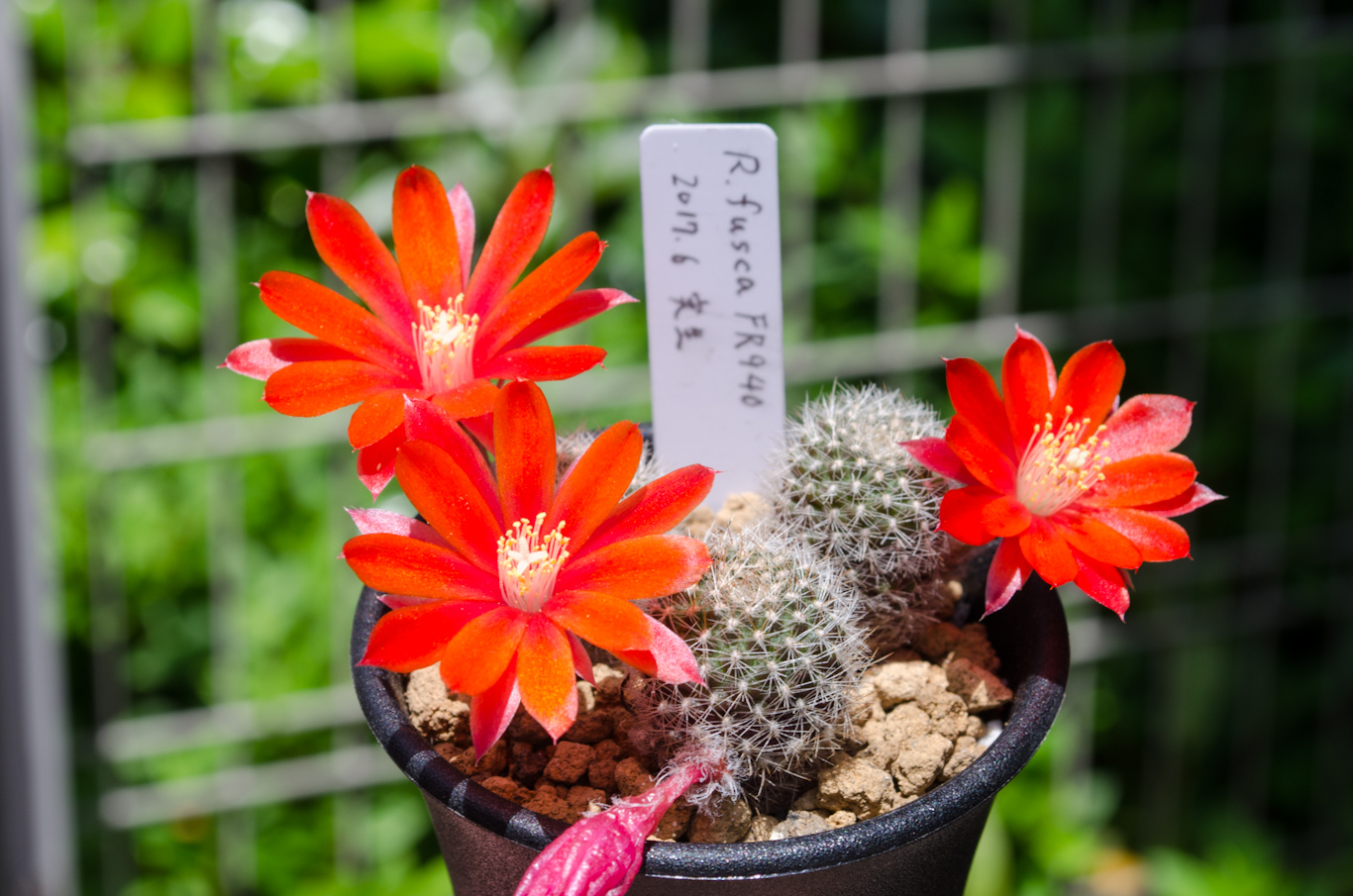 フスカ（Rebutia fusca FR940）