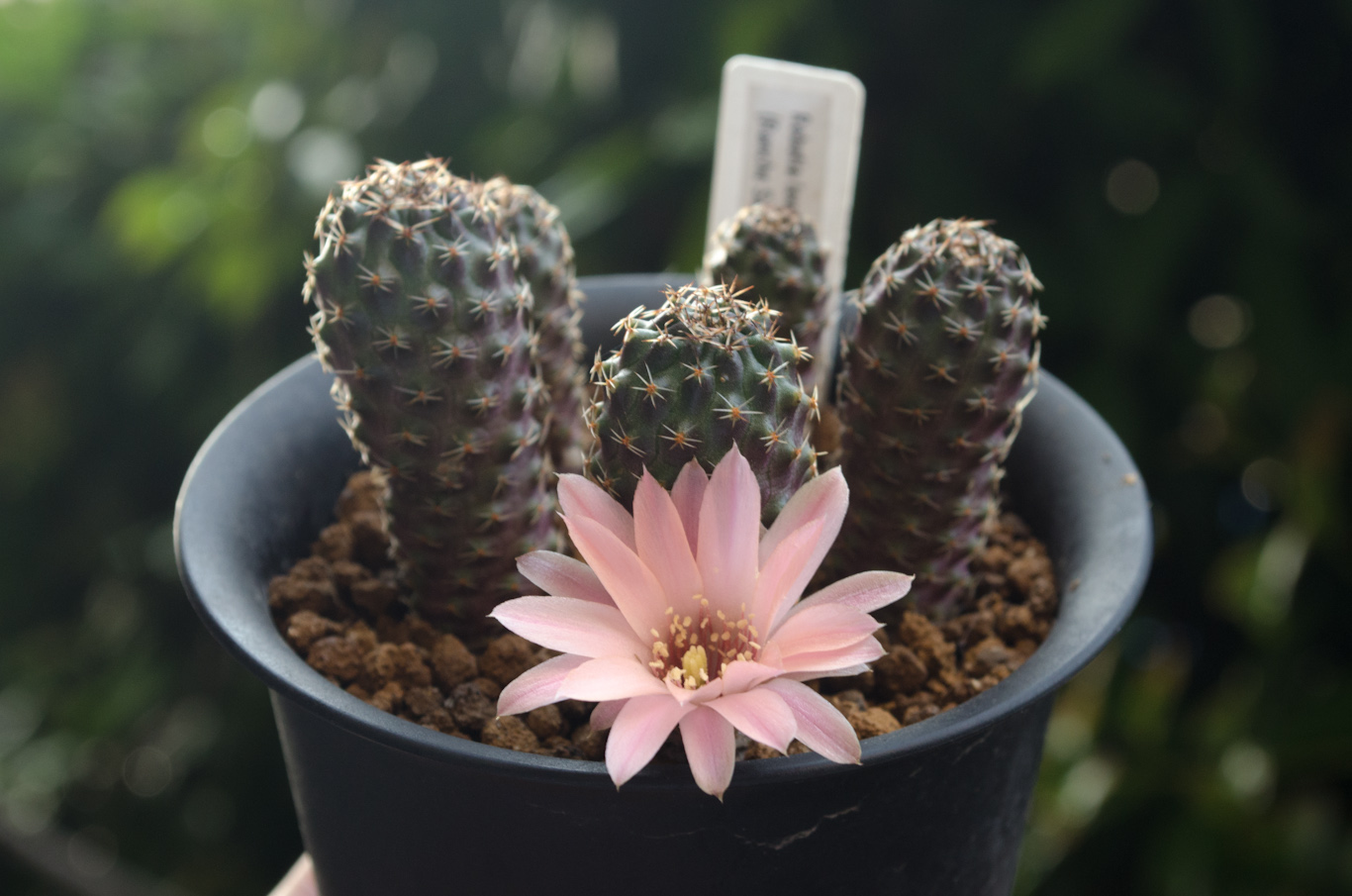 Rebutia leucanthema aff. HJ 490