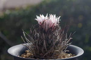 昇竜丸（Turbinicarpus schmiedickeanus）