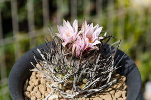 昇竜丸（Turbinicarpus schmiedickeanus）