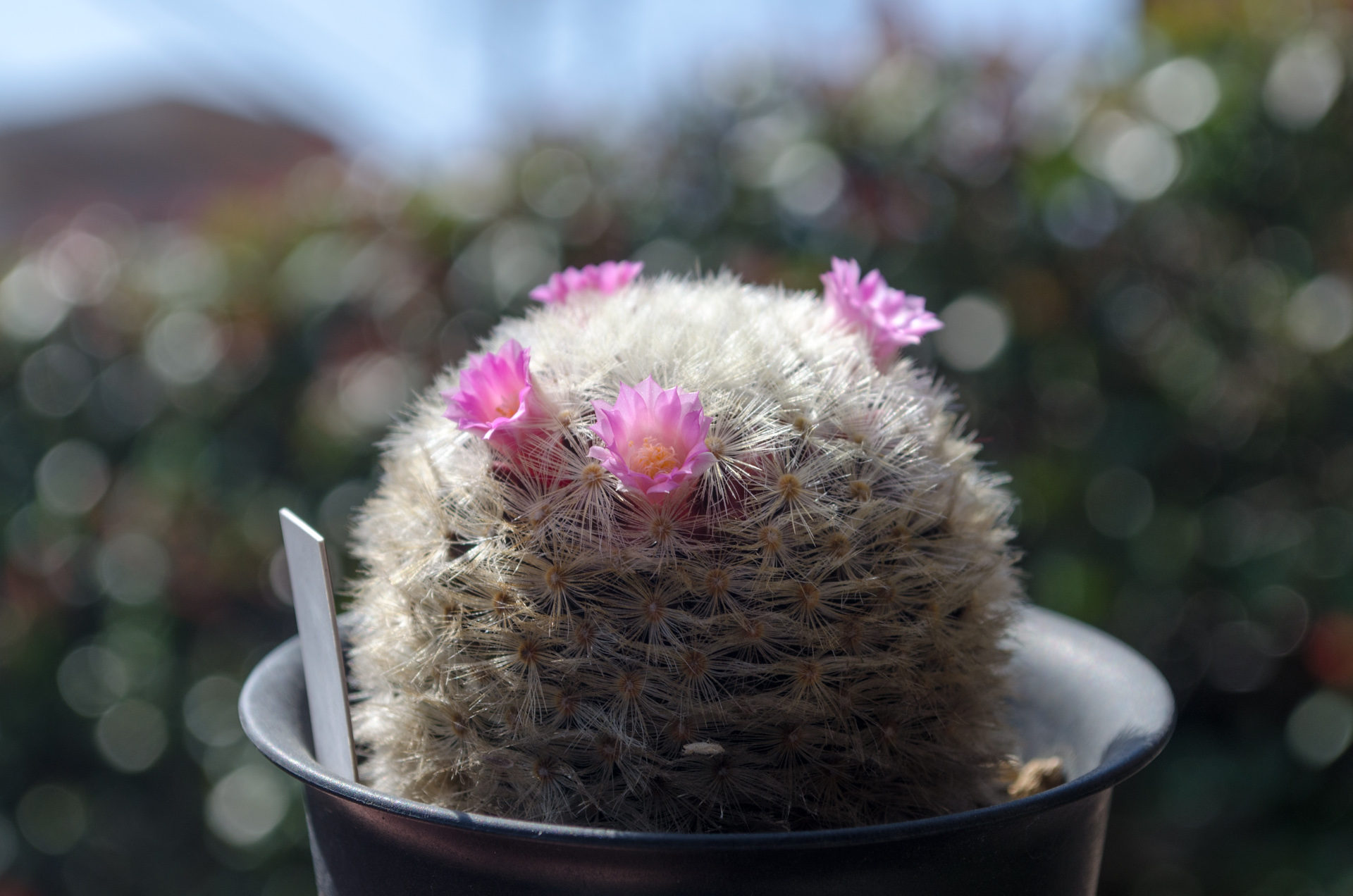 カルメナエ（Mammillaria carmenae）