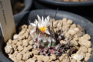 グラキリス（ Turbinicarpus schmiedickeanus subsp.gracilis(Glass&Foster)Glass 1997）