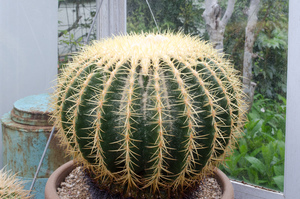 金鯱（Echinocactus grusonii）