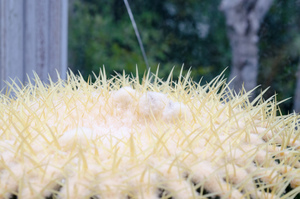 金鯱（Echinocactus grusonii）