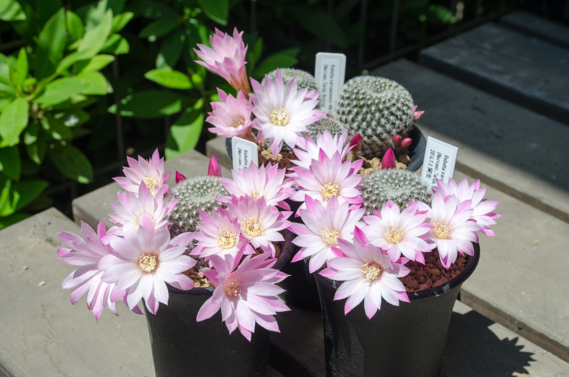 ナルバエセンシス（Rebutia narvaecensis MN 528 (Narvaez, Tarija, Bolivia)）