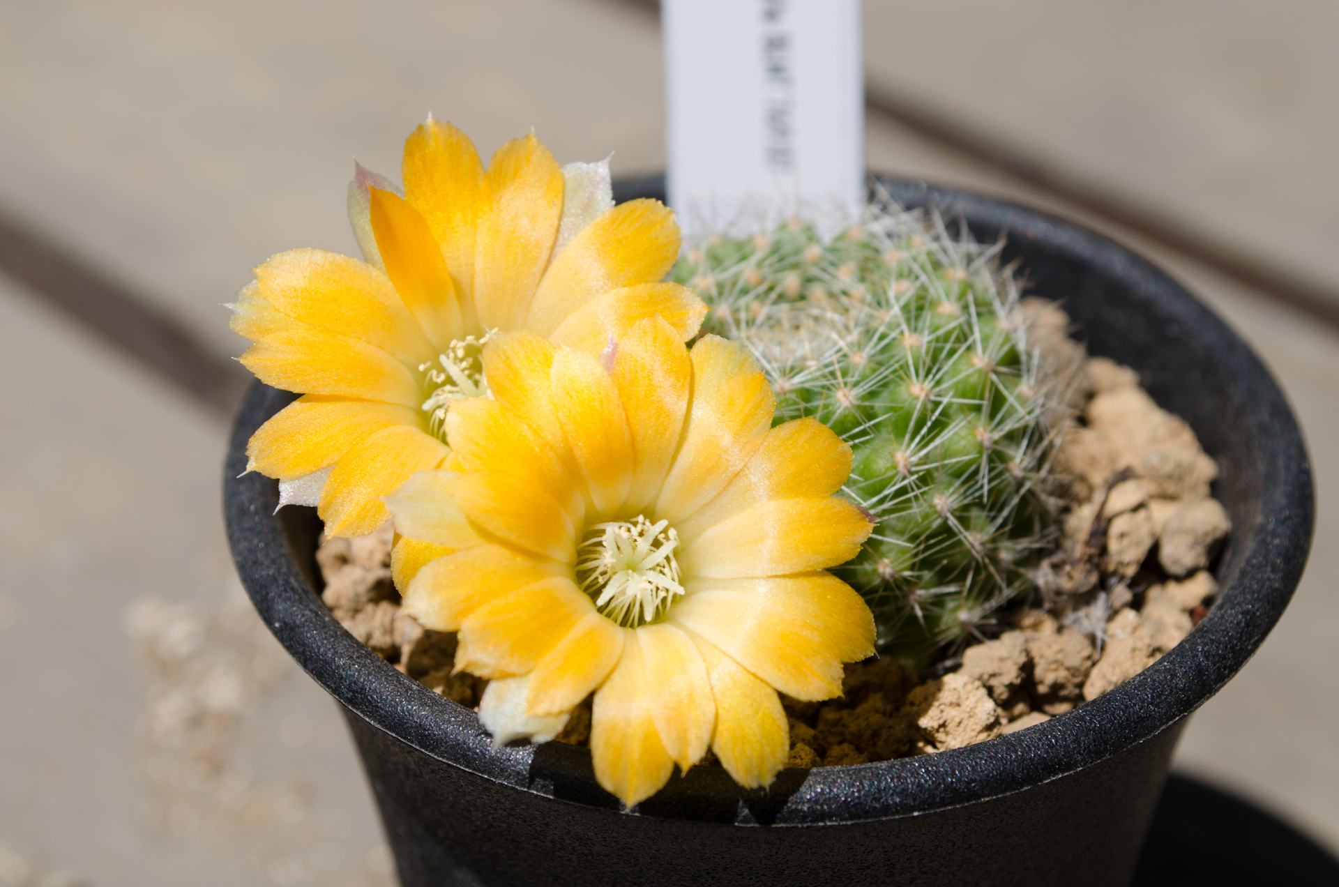 フラビスティラ（Rebutia flavistyla BLMT 769.07）