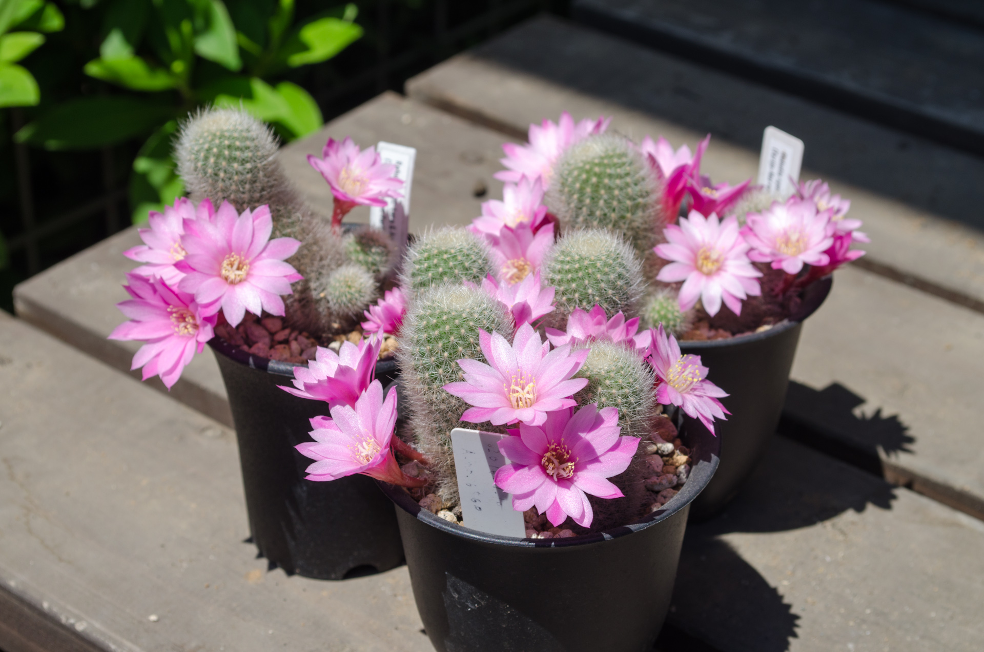 Rebutia spec. Lara & Aguilar (Tarija-Narvaez, Tarija, Bolivia)