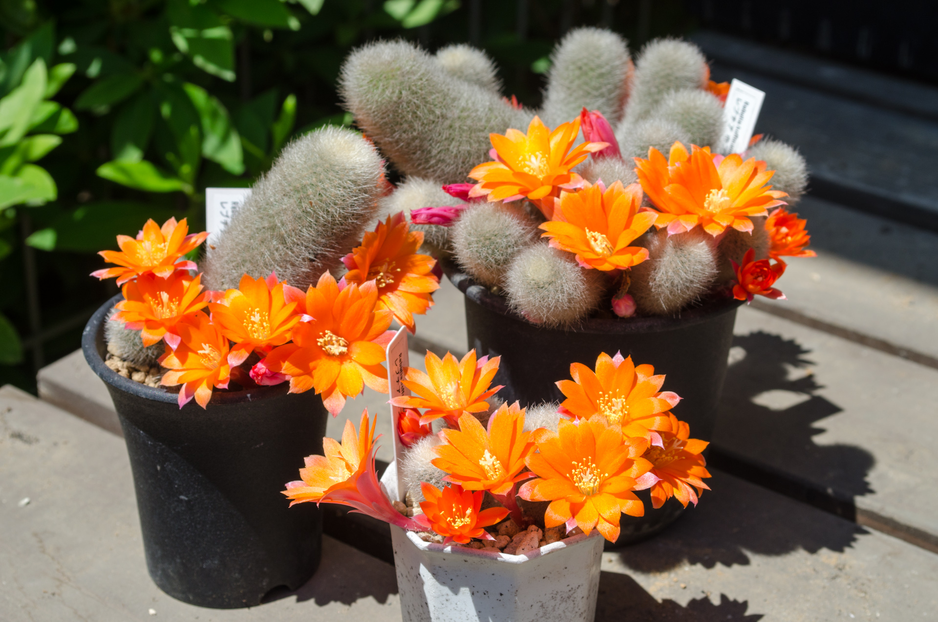 ホフマニー（Rebutia hoffmannii）