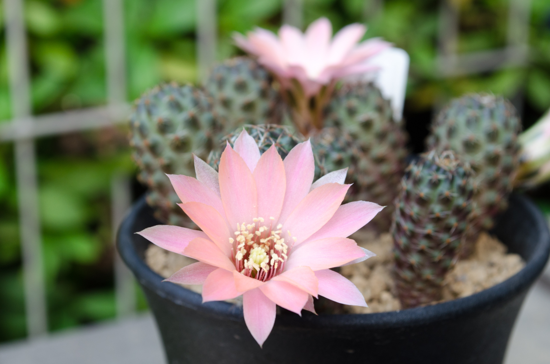 レウカンテマ（Rebutia leucanthema aff. HJ 490 (Rancho Santa Rosa, Bolivia)）