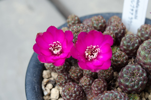 ラウシー（Sulcorebutia rauschii）