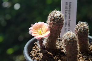 パリダ（Rebutia pygmaea 'haagei' v. pallida WR 645 (La Cueva, 3500m, Bol)）