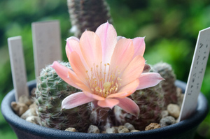 ピグマエア（Rebutia pygmaea MN 341 (Tumbaya, Arg)）