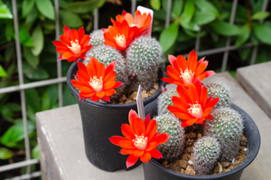 フスカ（Rebutia fusca FR940）