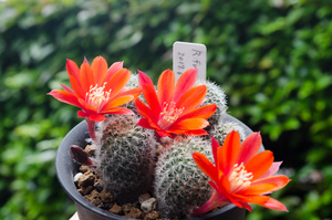 フスカ（Rebutia fusca FR940）