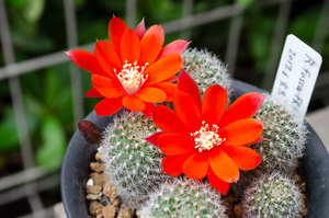 フスカ（Rebutia fusca FR940）