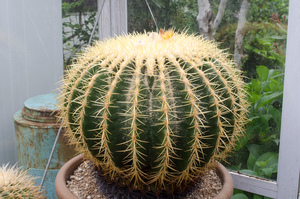 金鯱（Echinocactus grusonii）