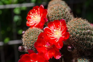 Rebutia spec. SE 66(Abra de Sama, 3800m, Bol)