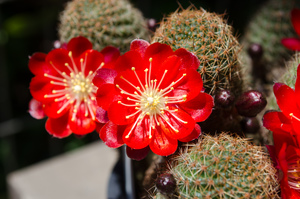 Rebutia spec. SE 66(Abra de Sama, 3800m, Bol)