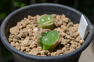 白拍子（Conophytum （Ophthalmophyllum） herrei）