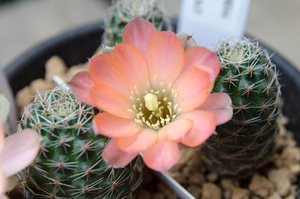 Rebutia pygmaea MN 244 (W Humahuaca, Arg)