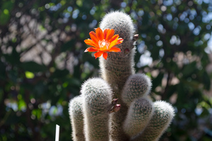 フィーブリギー（新玉 – Rebutia fiebrigii SE85 Yesera,Tarija.Bol）