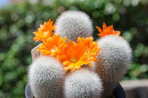 ムスクラ（Rebutia muscula MN 359 (Narvaez, 2000m, Tarija, Bolivia)）