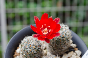 Rebutia atrovirens v. MN 234 (Iruya, Arg)