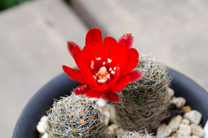 Rebutia atrovirens v. MN 234 (Iruya, Arg)