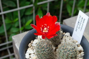 Rebutia atrovirens v. MN 234 (Iruya, Arg)