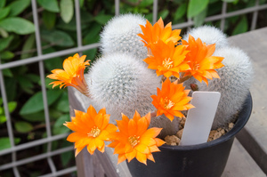 Rebutia muscula MN 359 (Narvaez, 2000m, Tarija, Bolivia)