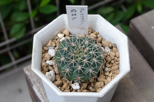 瑞昌玉（Gymnocalycium stellatum v. kleinianum）