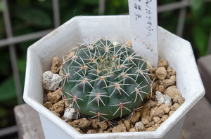 瑞昌玉（Gymnocalycium stellatum v. kleinianum）