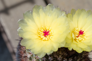 紅小町（Parodia（Notocactus） scopa var. ruberrimus）